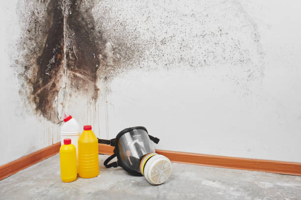 Best Office Mold Removal Services  in Panhandle, TX