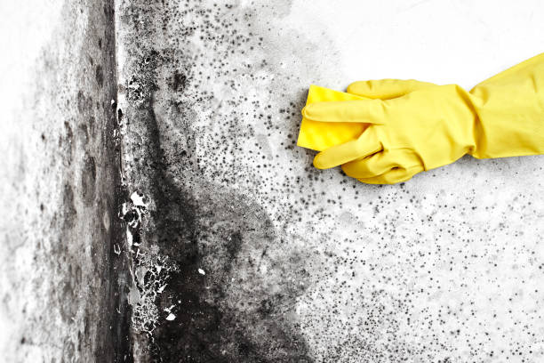 Best Home Mold Removal  in Panhandle, TX