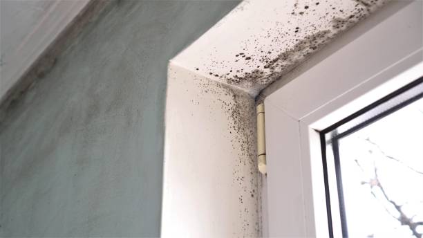 Attic Mold Removal in Panhandle, TX