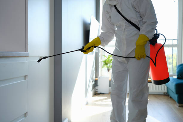 Best Local Mold Removal Service  in Panhandle, TX
