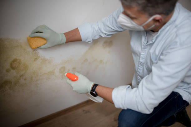 Best Professional Mold Removal  in Panhandle, TX