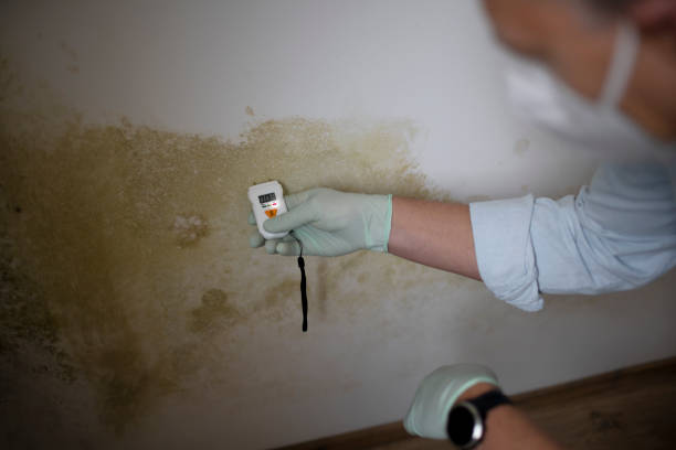 Best Mold Removal and Inspection  in Panhandle, TX