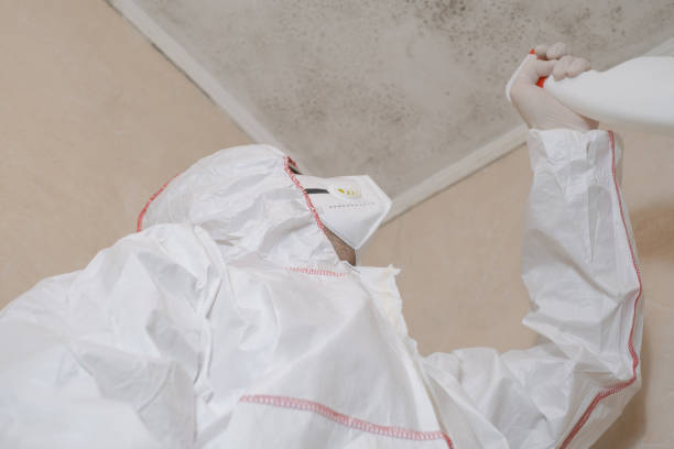 Best Local Mold Removal Service  in Panhandle, TX