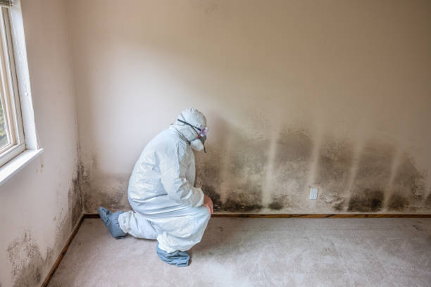 Panhandle, TX Mold Removal Company