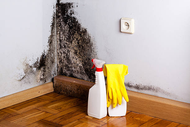 Best Emergency Mold Removal  in Panhandle, TX