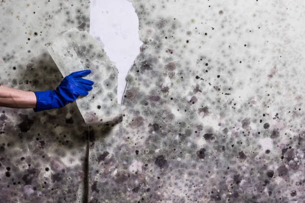 Best Mold Remediation  in Panhandle, TX